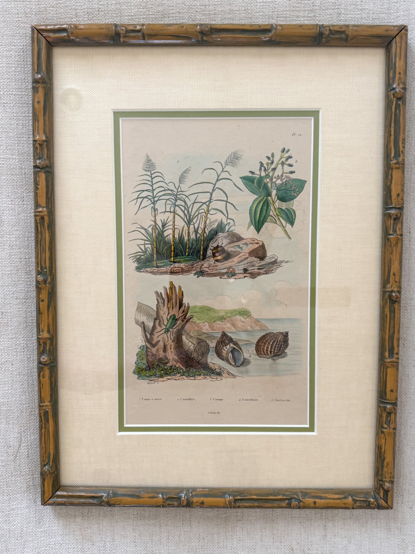 Early 19th century natural shell and alligator engravings