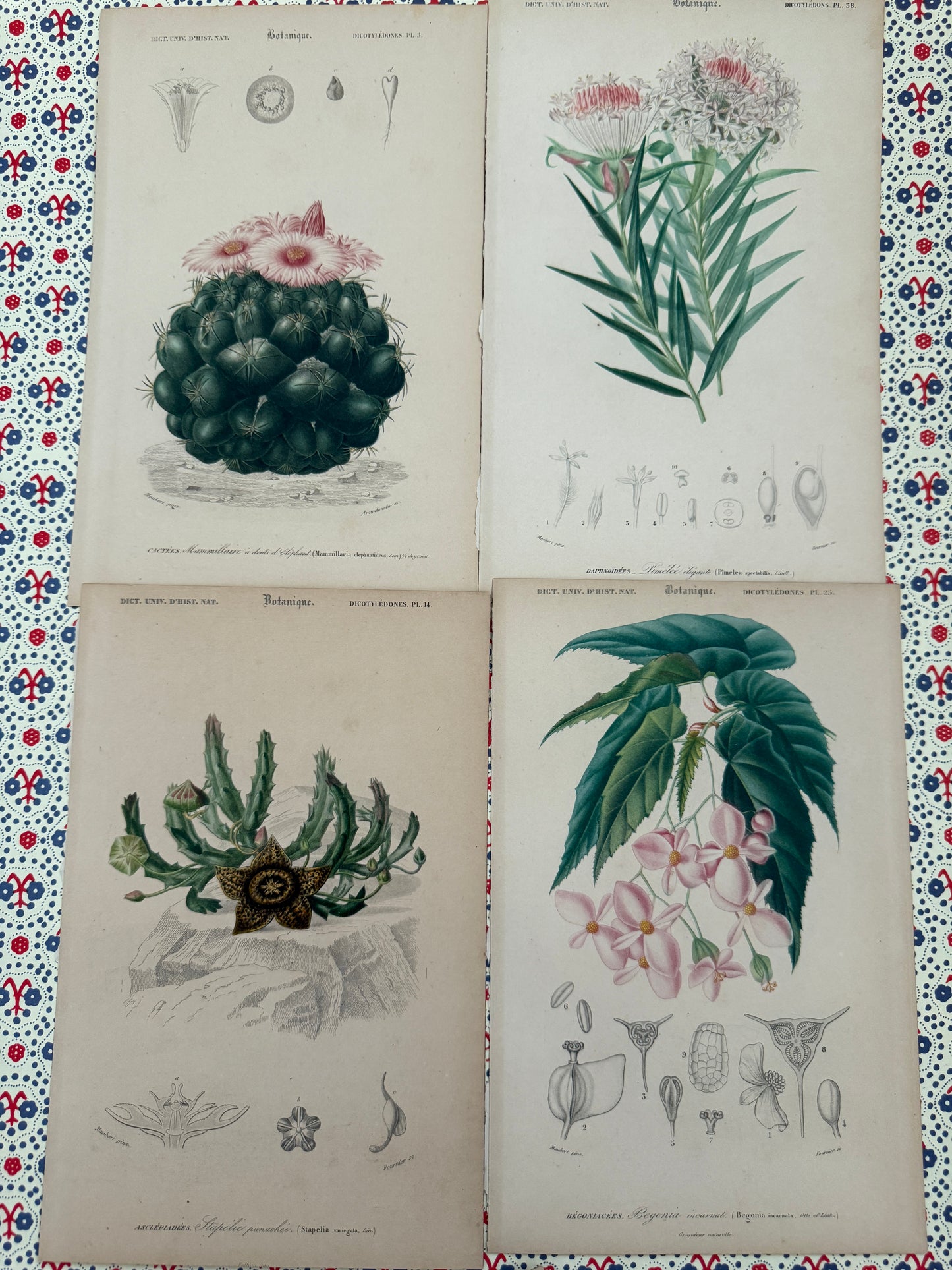 Set of antique botanical prints