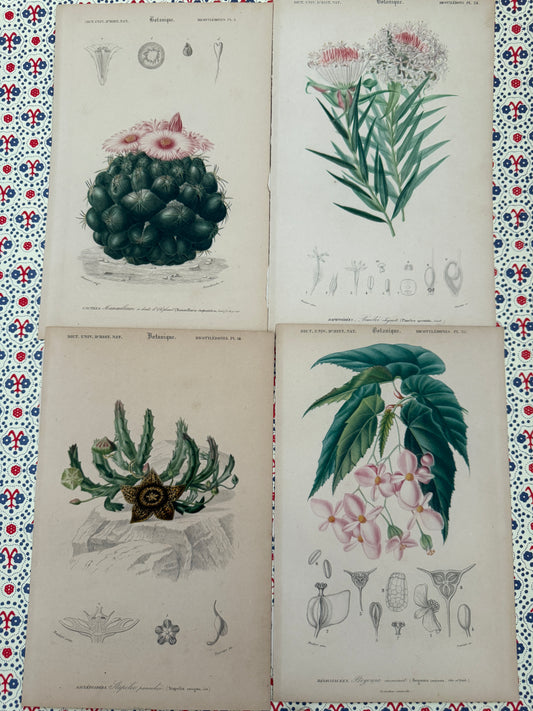Set of antique botanical prints