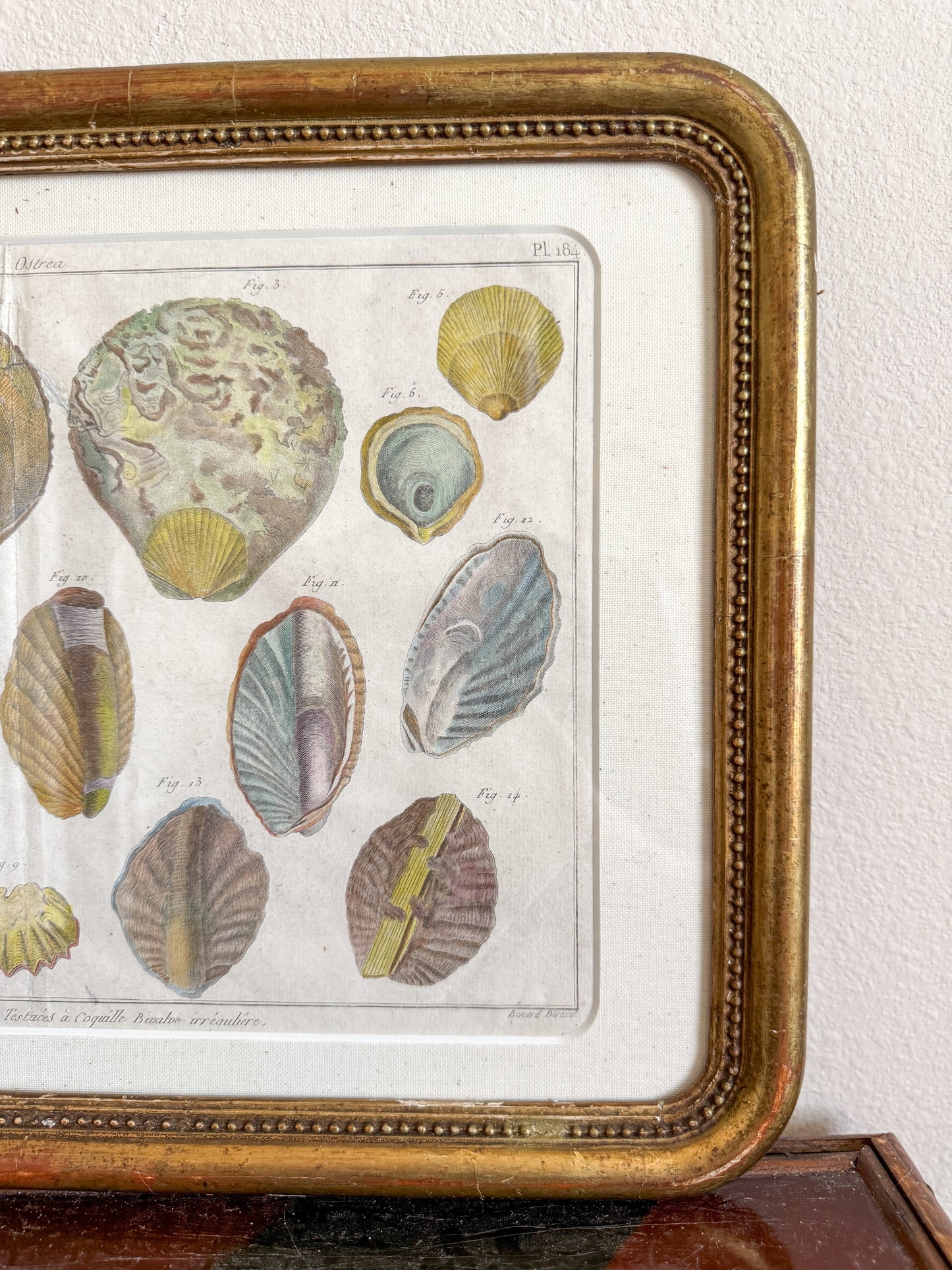 18th century shell engraving