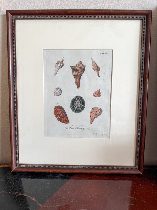 18th century shell engraving