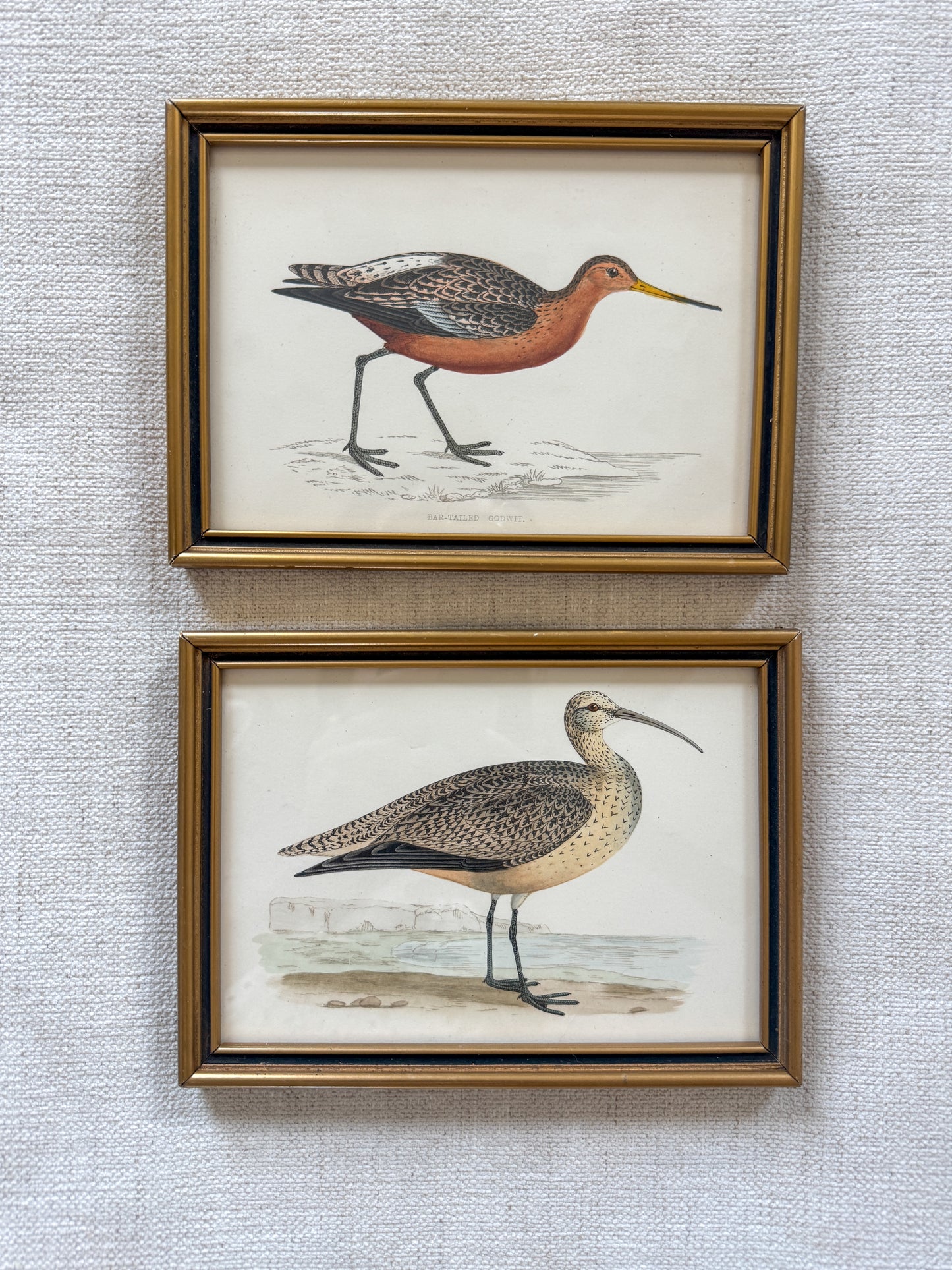 Pair of 19th century F. O. Morris bird engravings