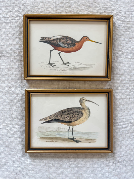 Pair of 19th century F. O. Morris bird engravings