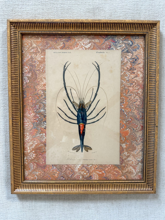 19th c. crustacean