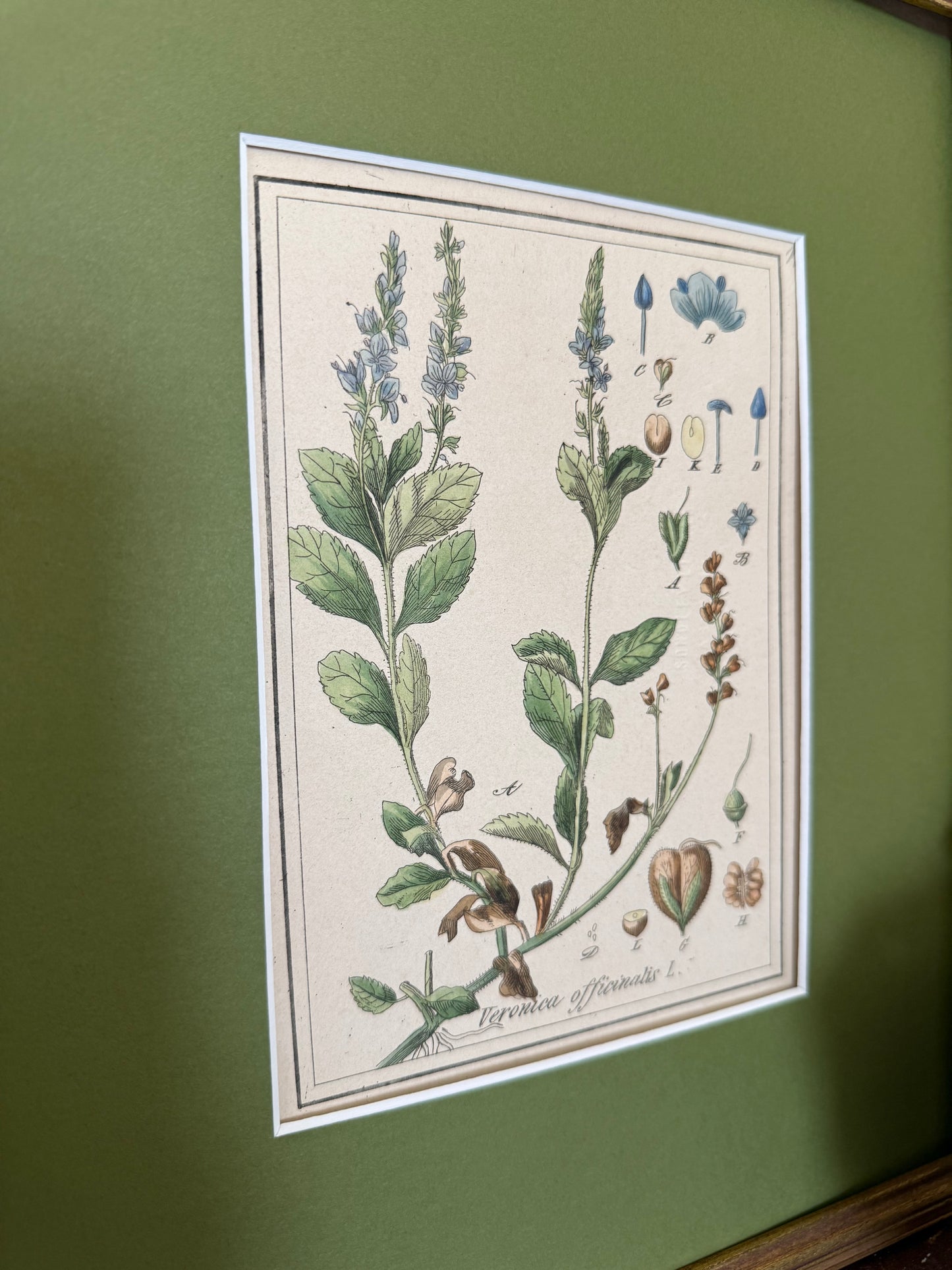 19th c botanical engraving