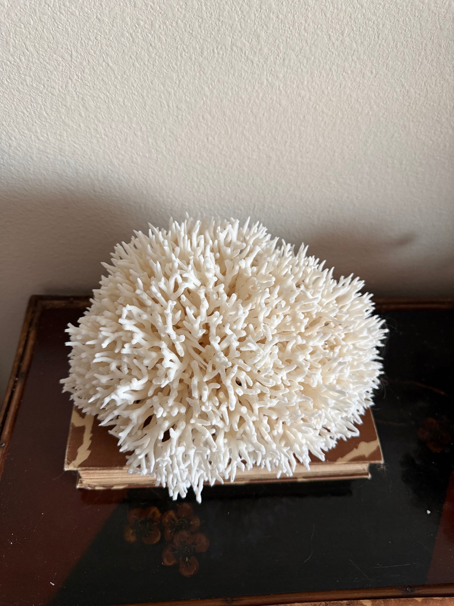 Birdsnest coral