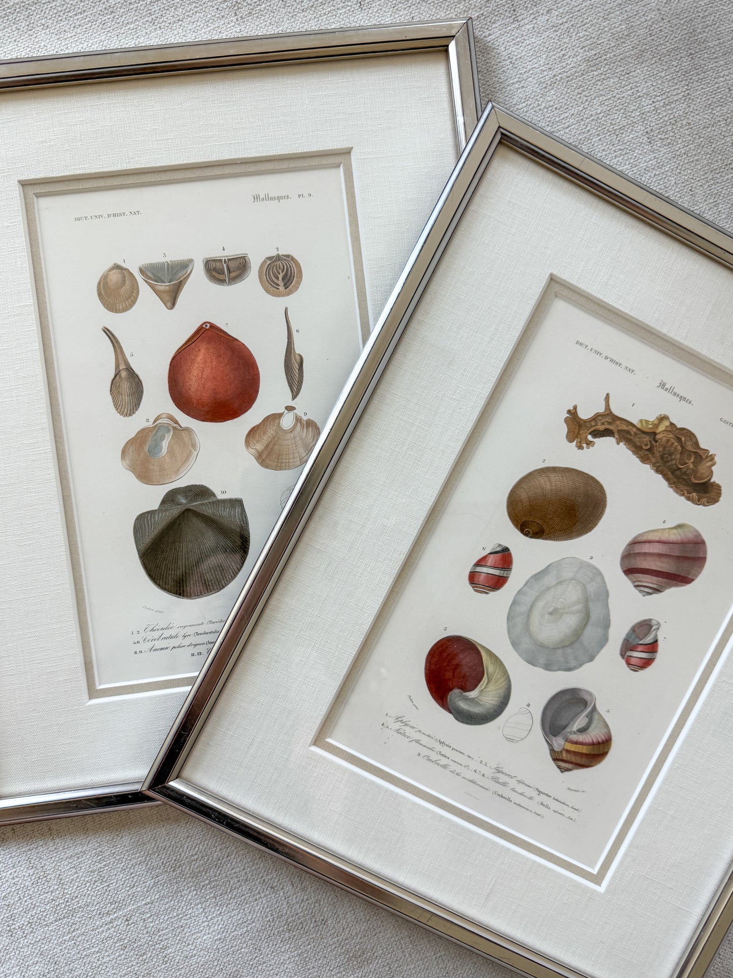 Antique shell engravings
