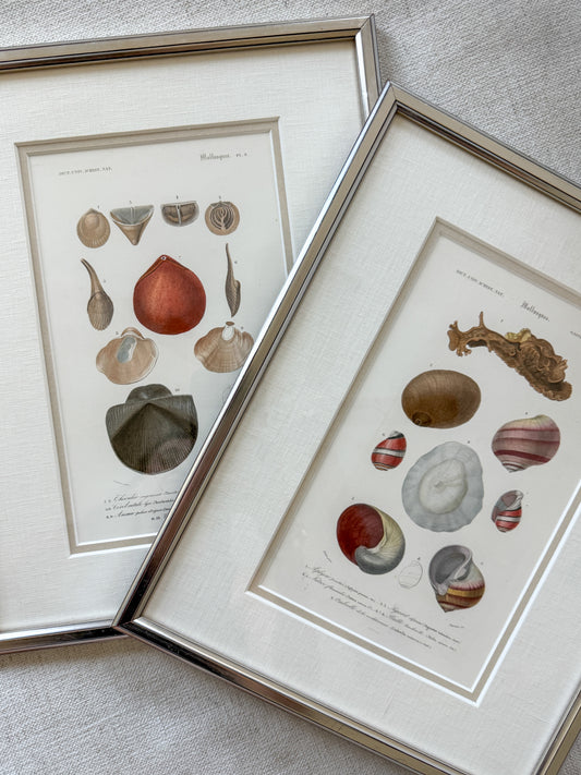 Antique shell engravings