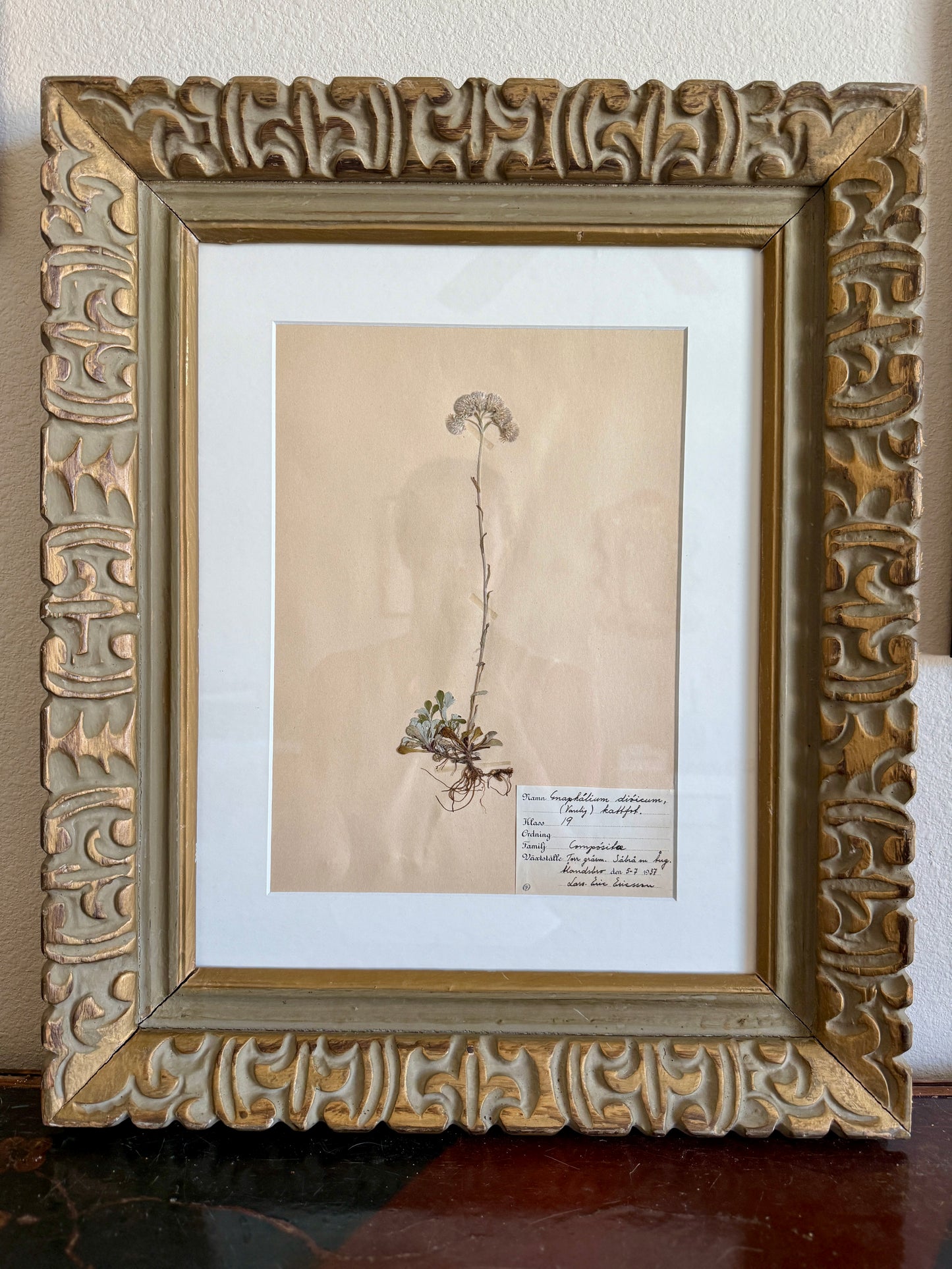 1930s herbarium
