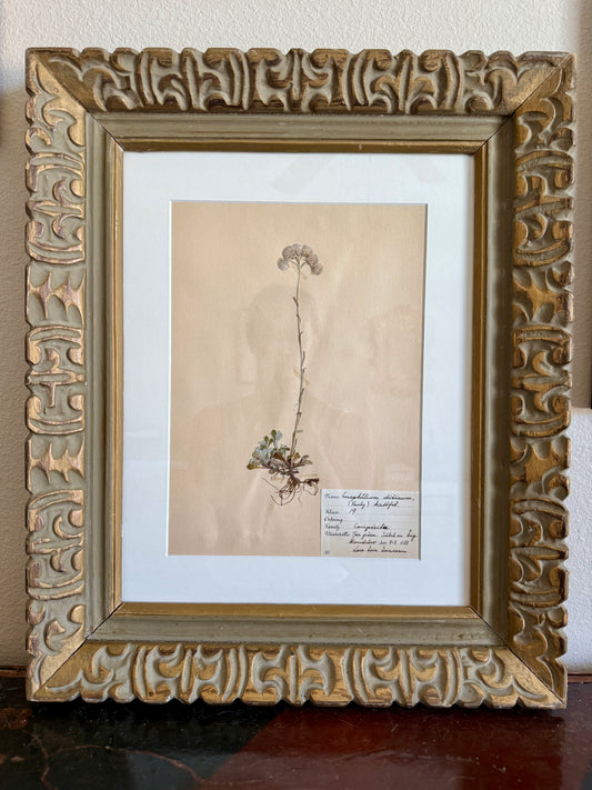1930s herbarium