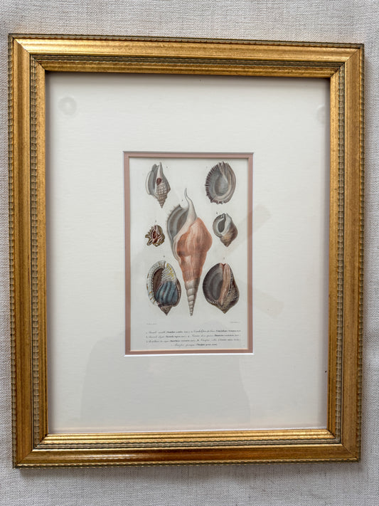 Antique shell print