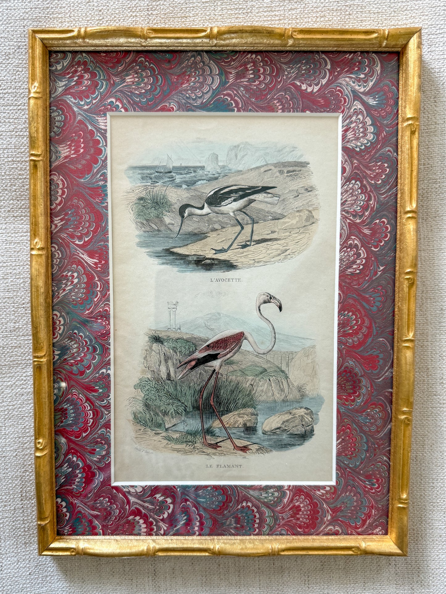 19th century bird engraving