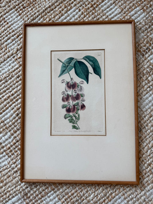 Antique botanical