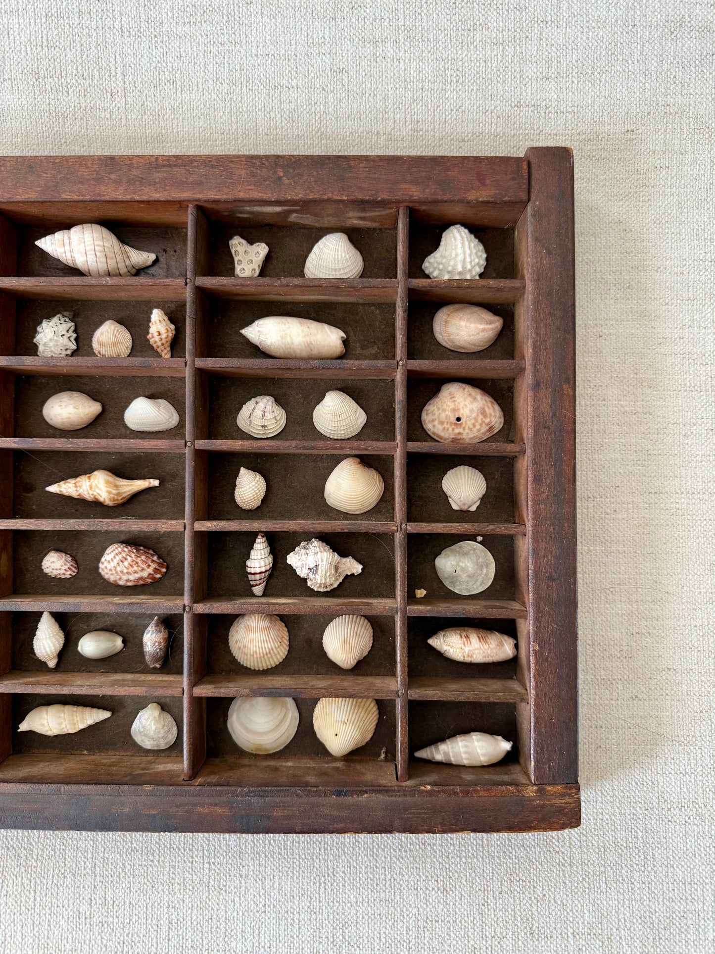 Vintage printer tray shell display