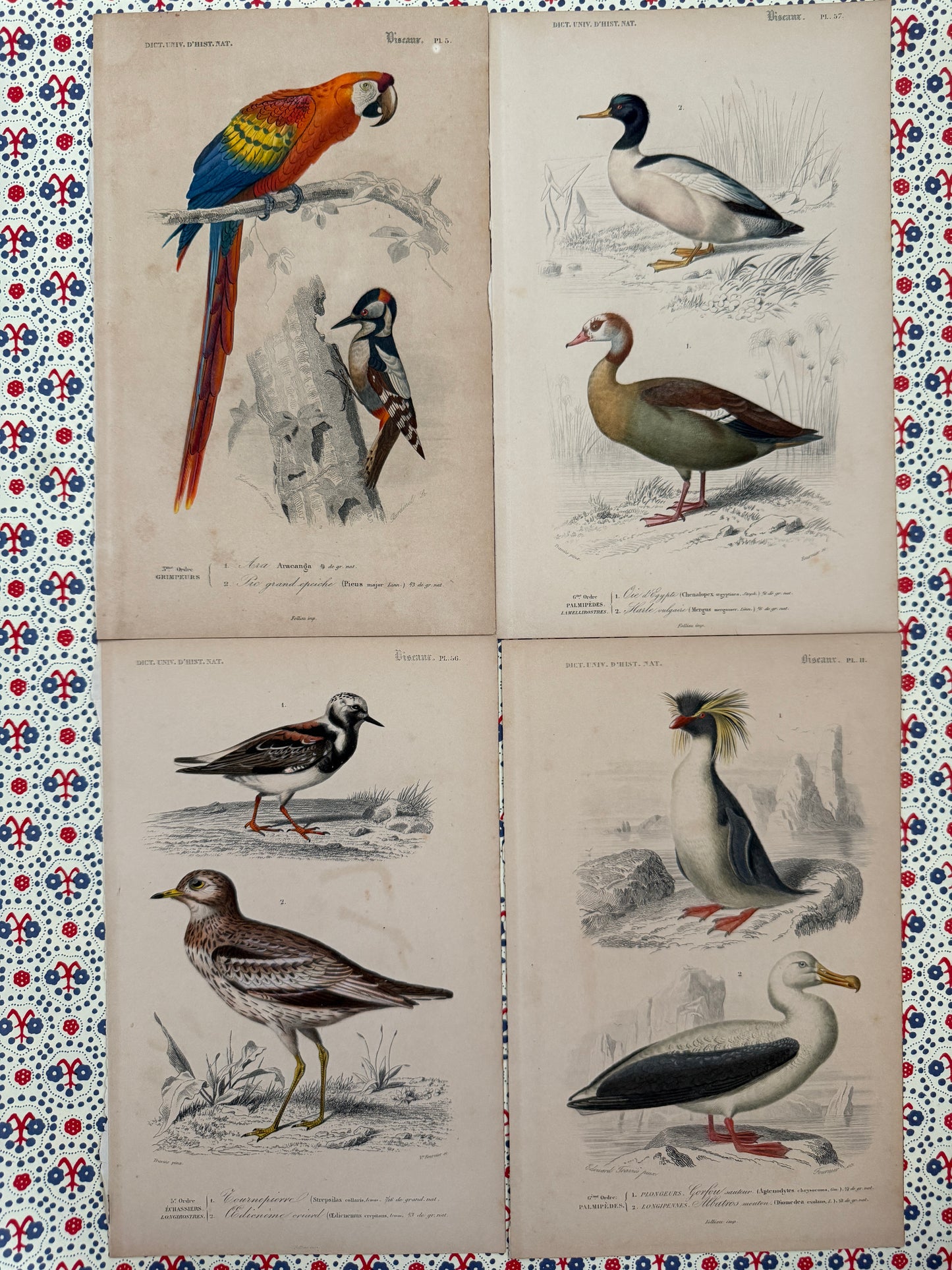Set of antique bird prints
