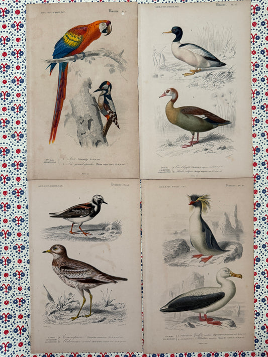Set of antique bird prints