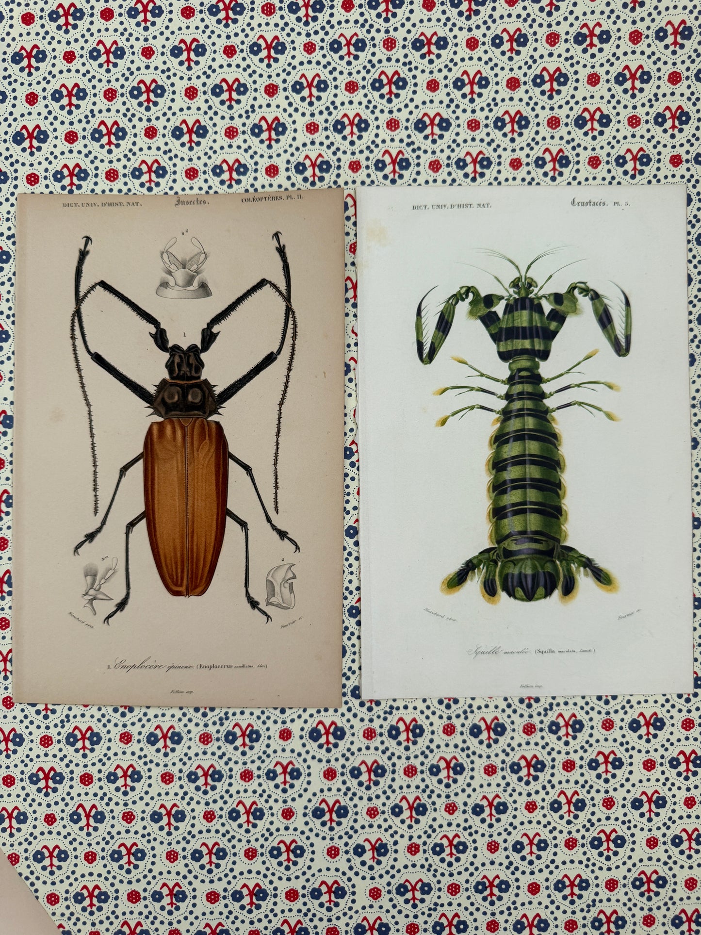 Pair of antique insect prints 1860s