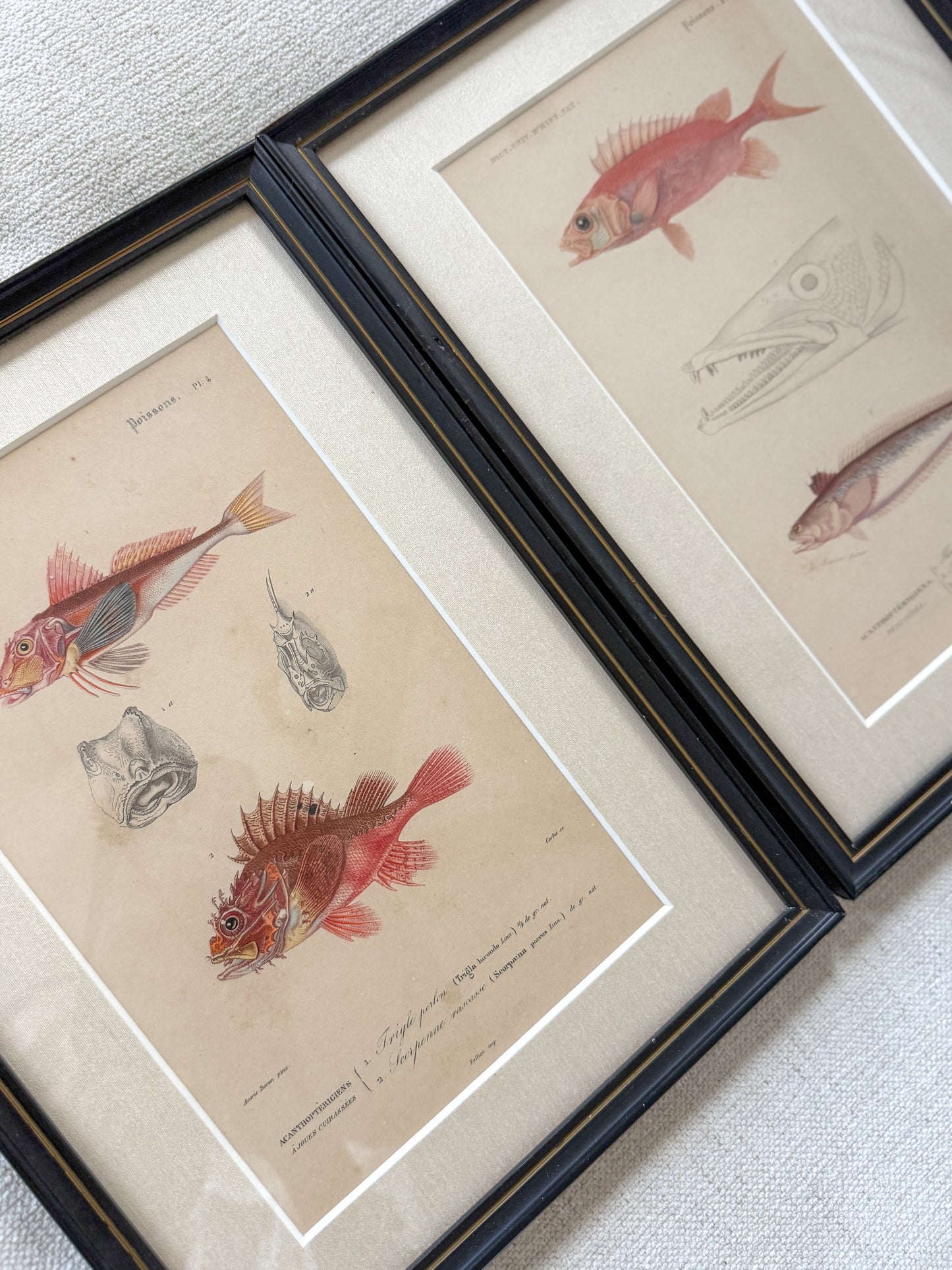 19th c. fish engraving pair