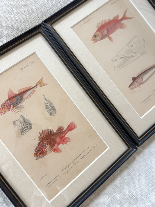 19th c. fish engraving pair
