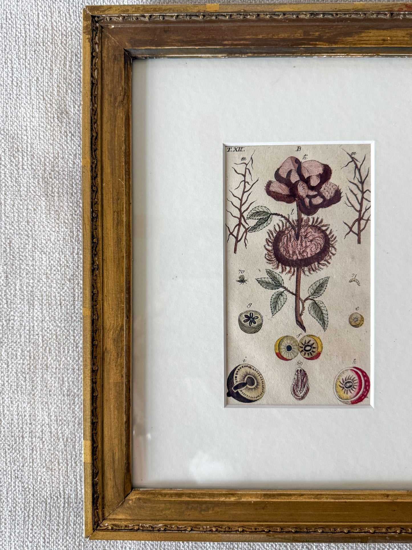 Early 19th c. floral copperplate engraving
