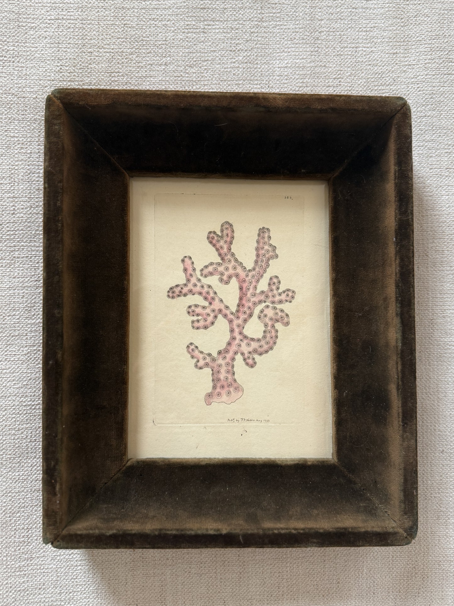 18th c. Coral on vellum