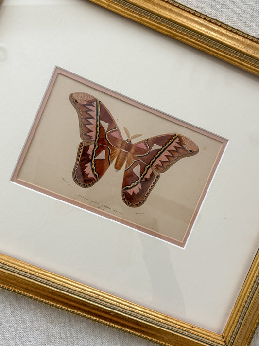 Antique moth print