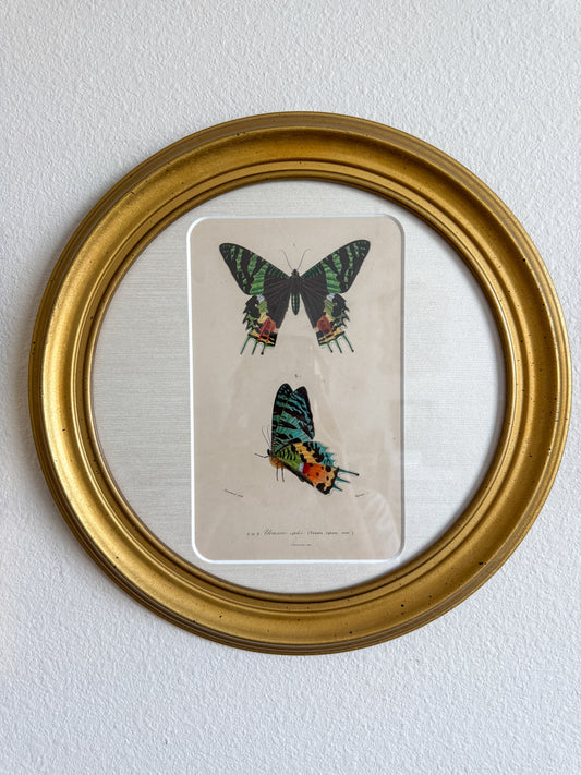 19th century butterfly engraving