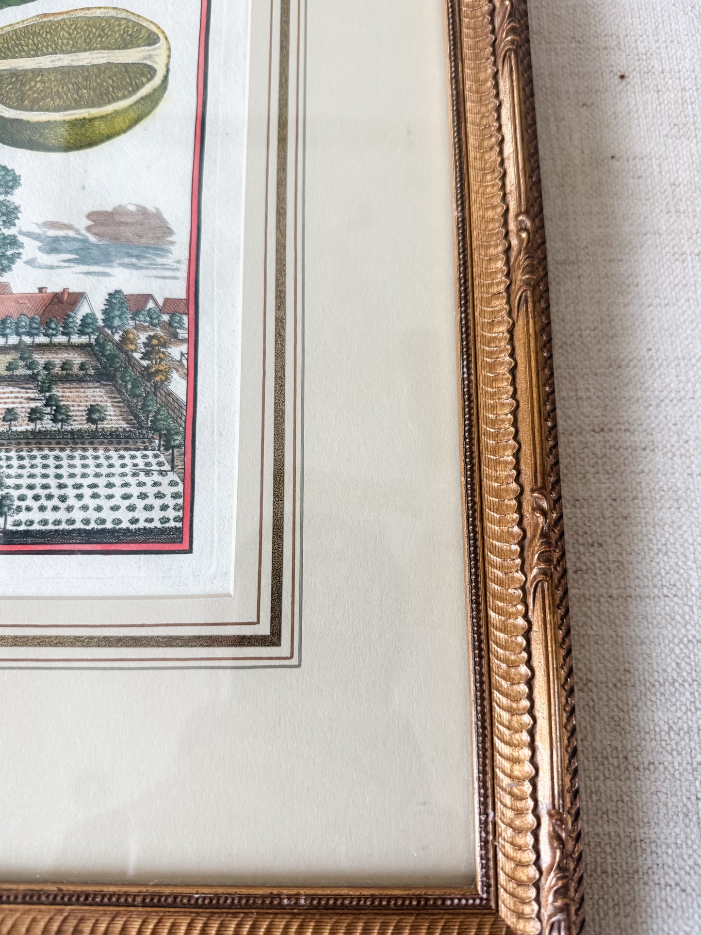 Antique original Johann Christoph Volckamer hand colored engraving