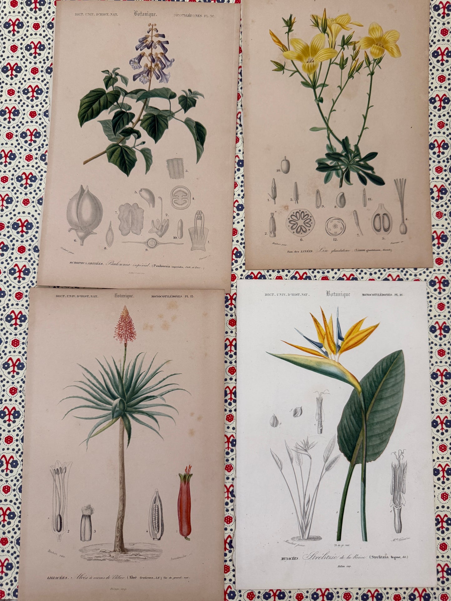 Set of antique botanical prints