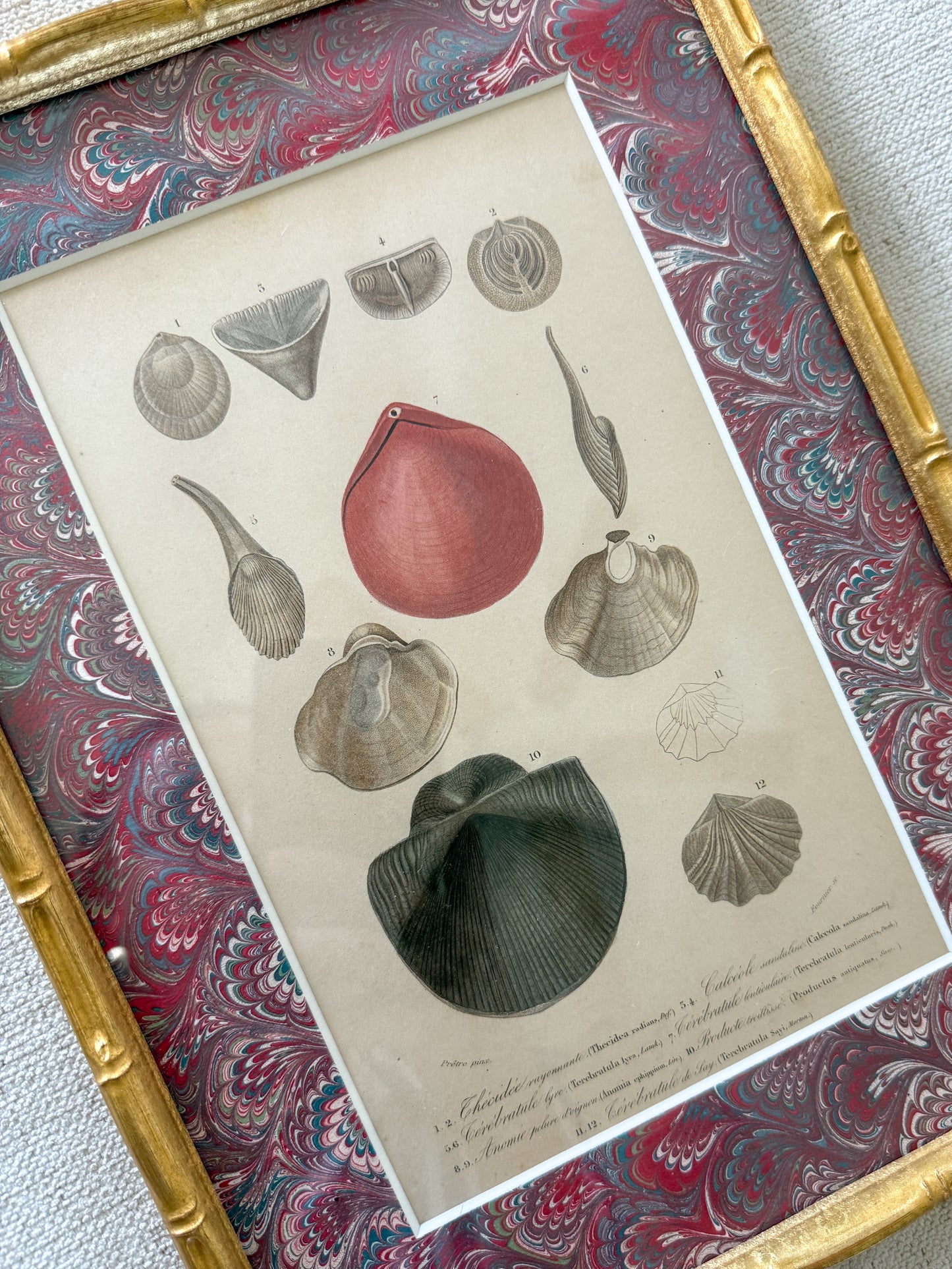 19th century framed shell engraving