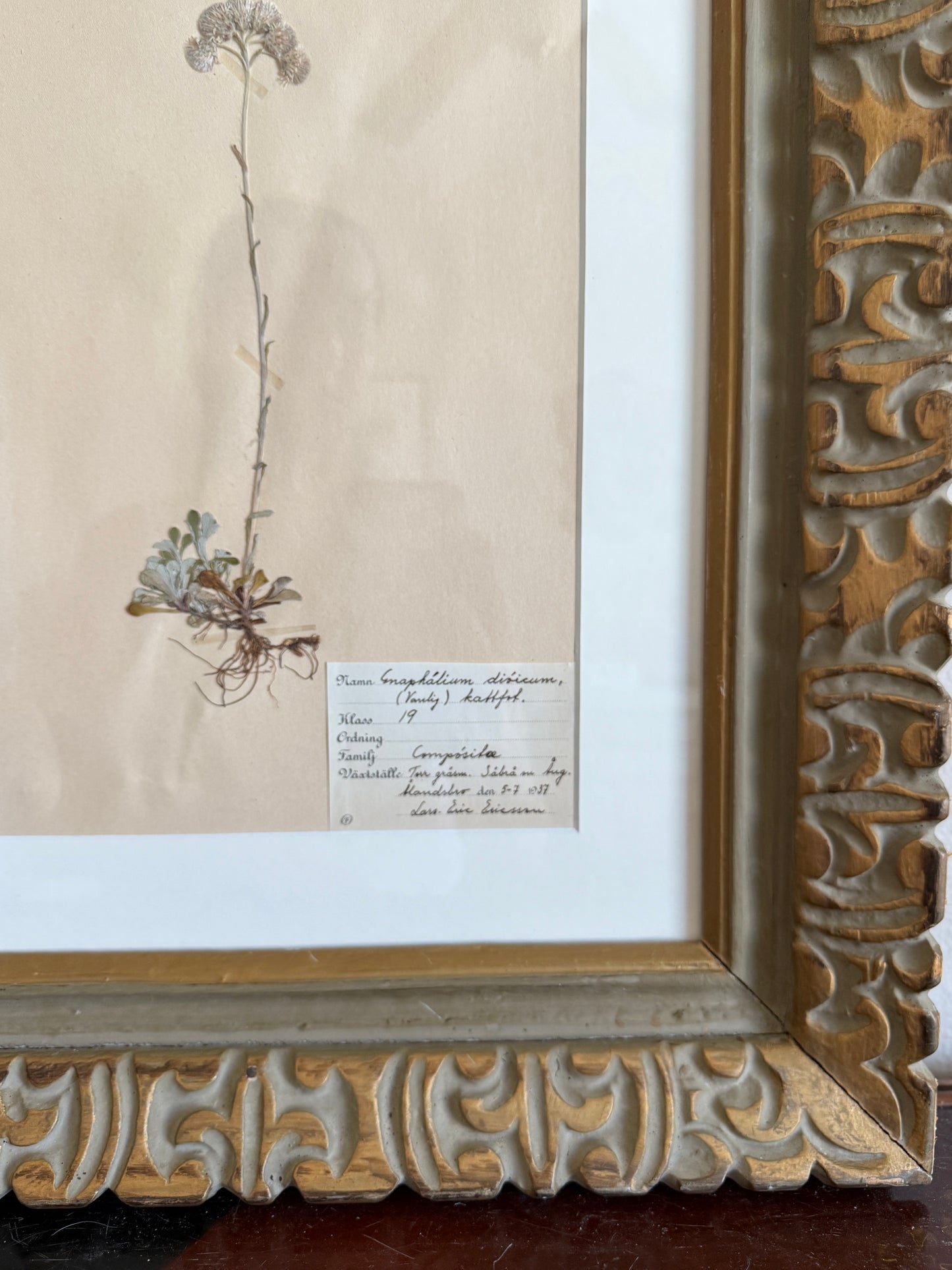 1930s herbarium