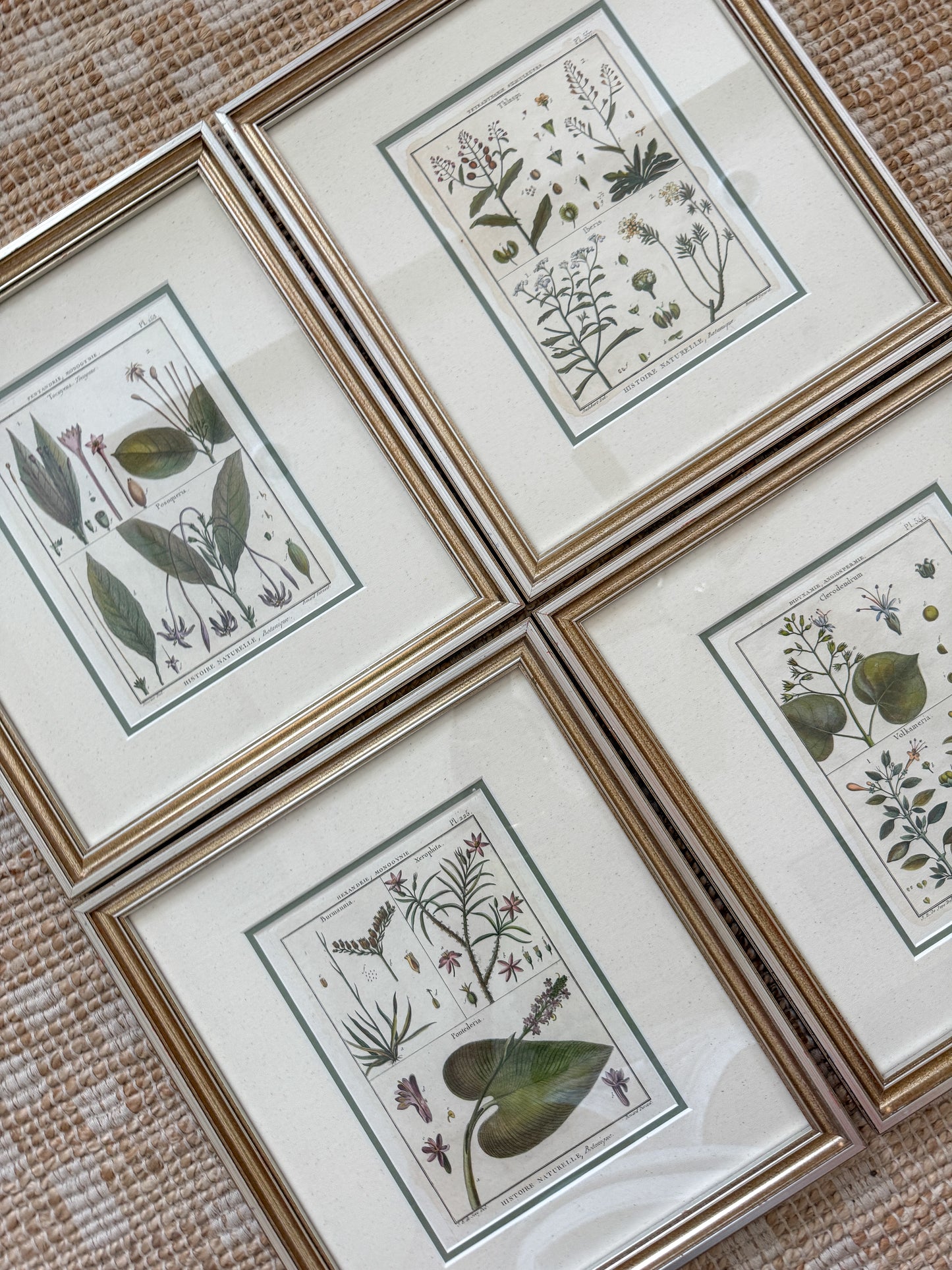 Set of 4 18th Century Botanical Hand Colored Engravings