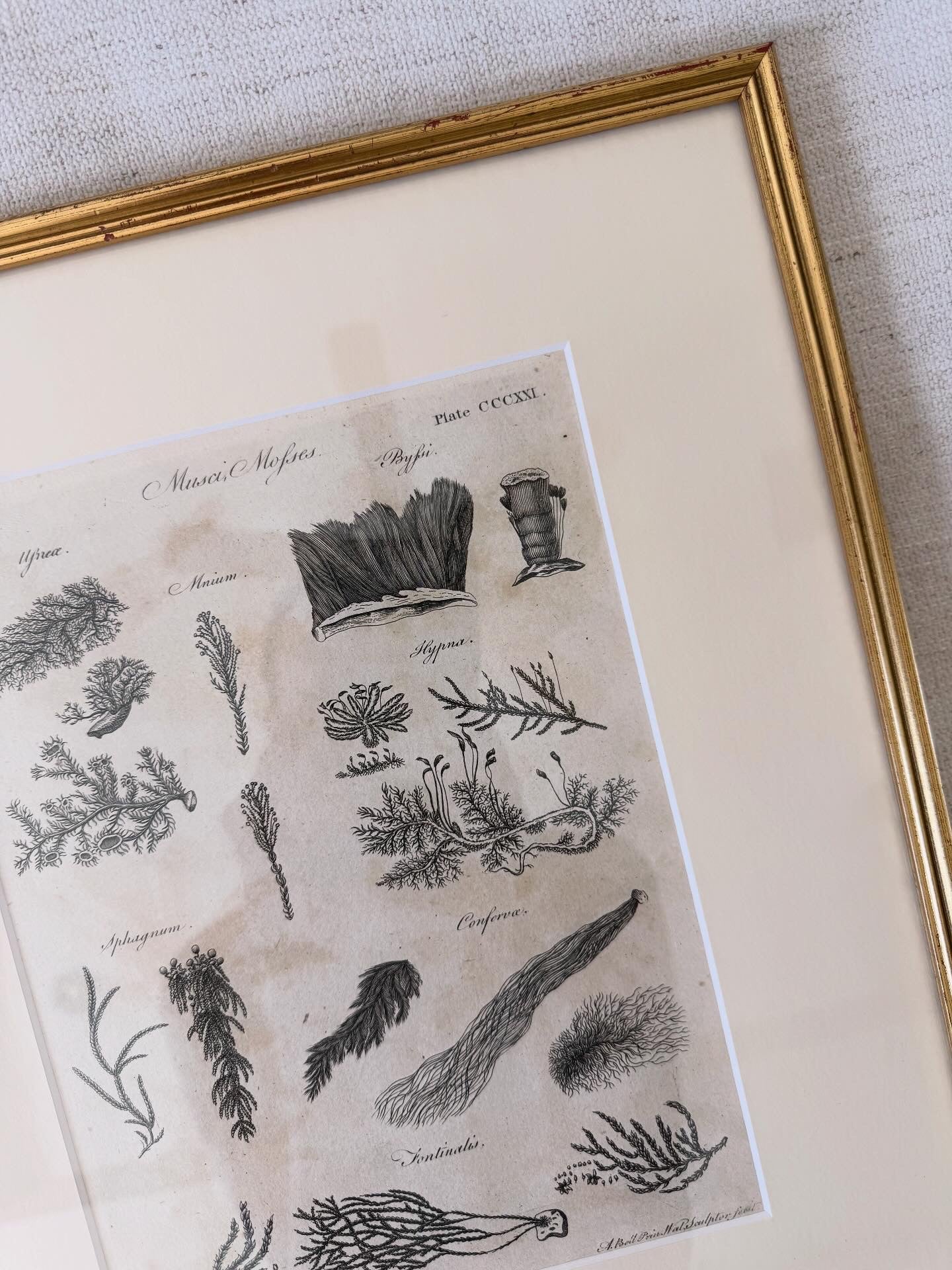 19th c seaweed engraving