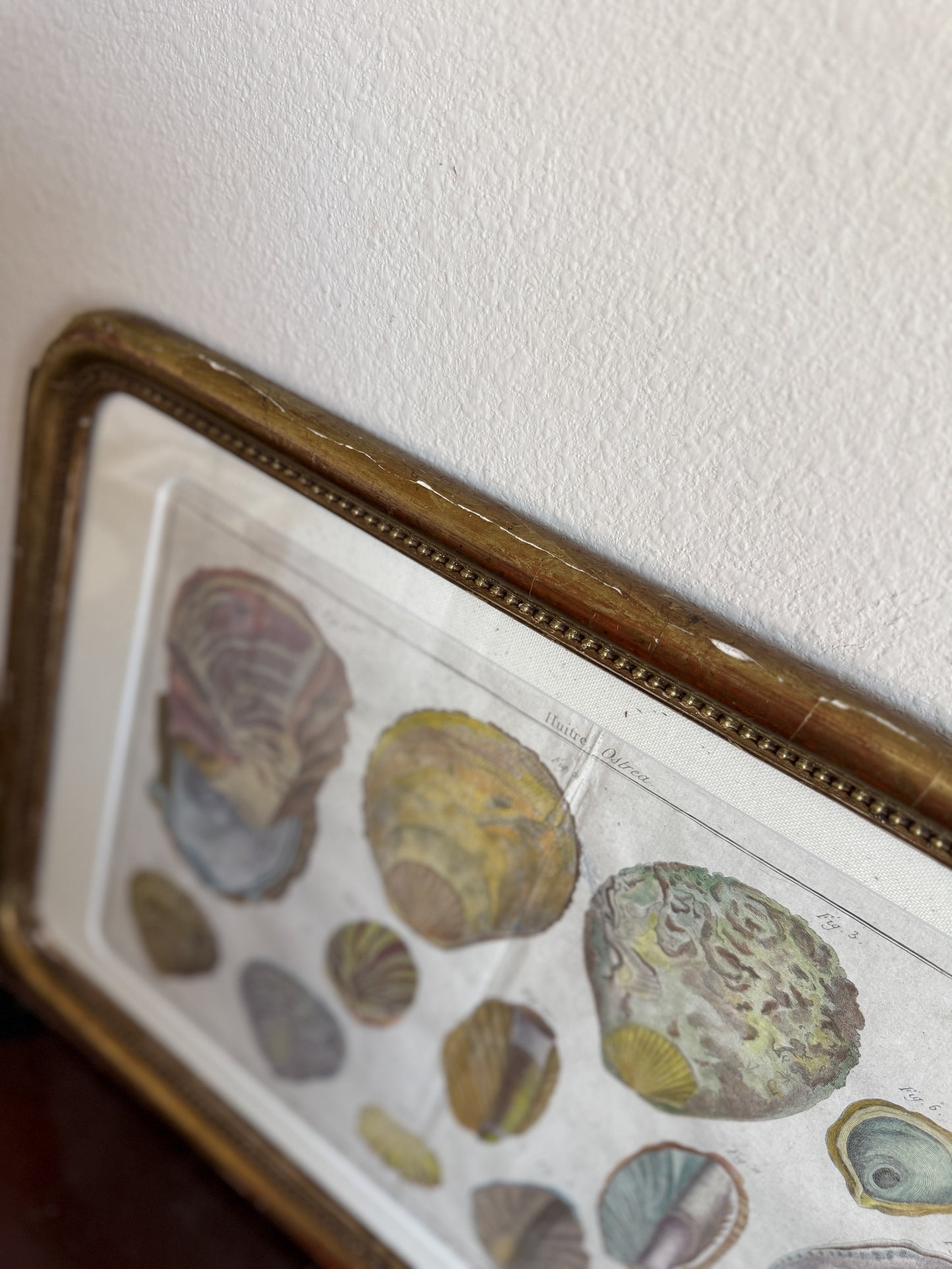 18th century shell engraving