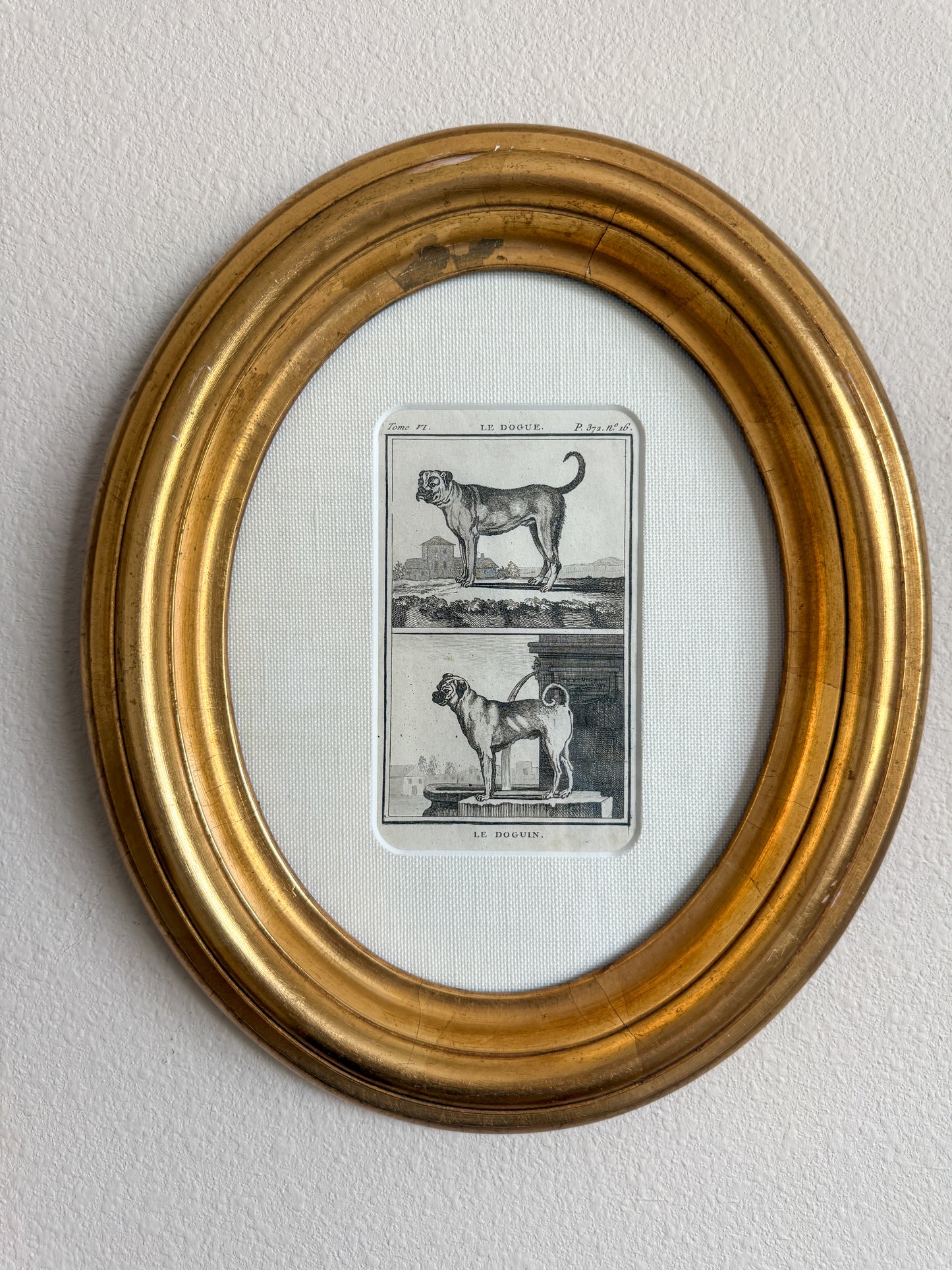 18th century antique dog engraving