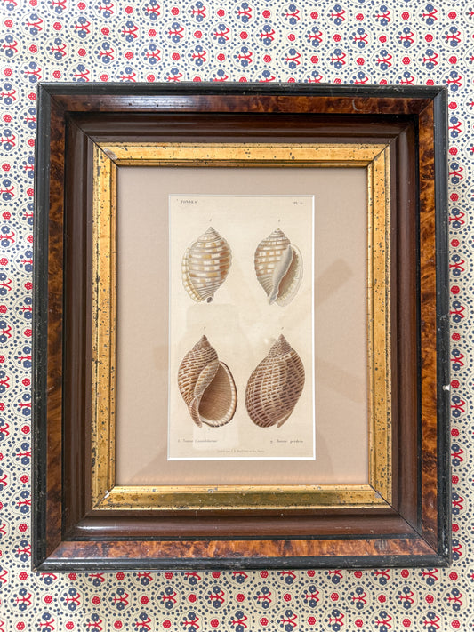 Antique shell engraving
