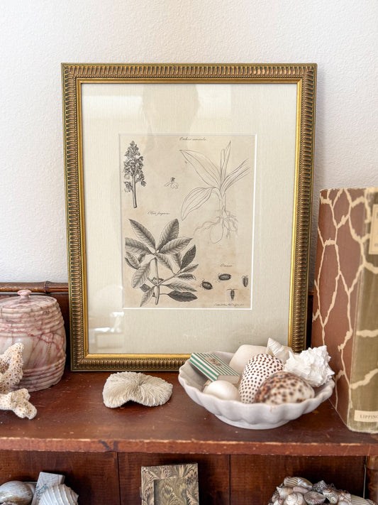 18th century Flora Fauna engraving