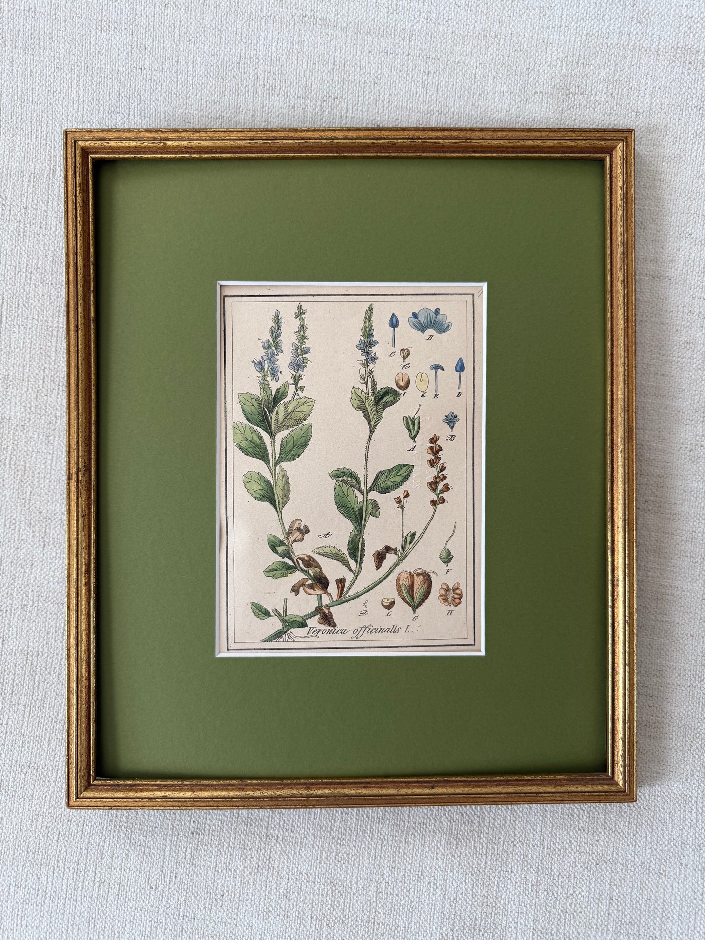 19th c botanical engraving