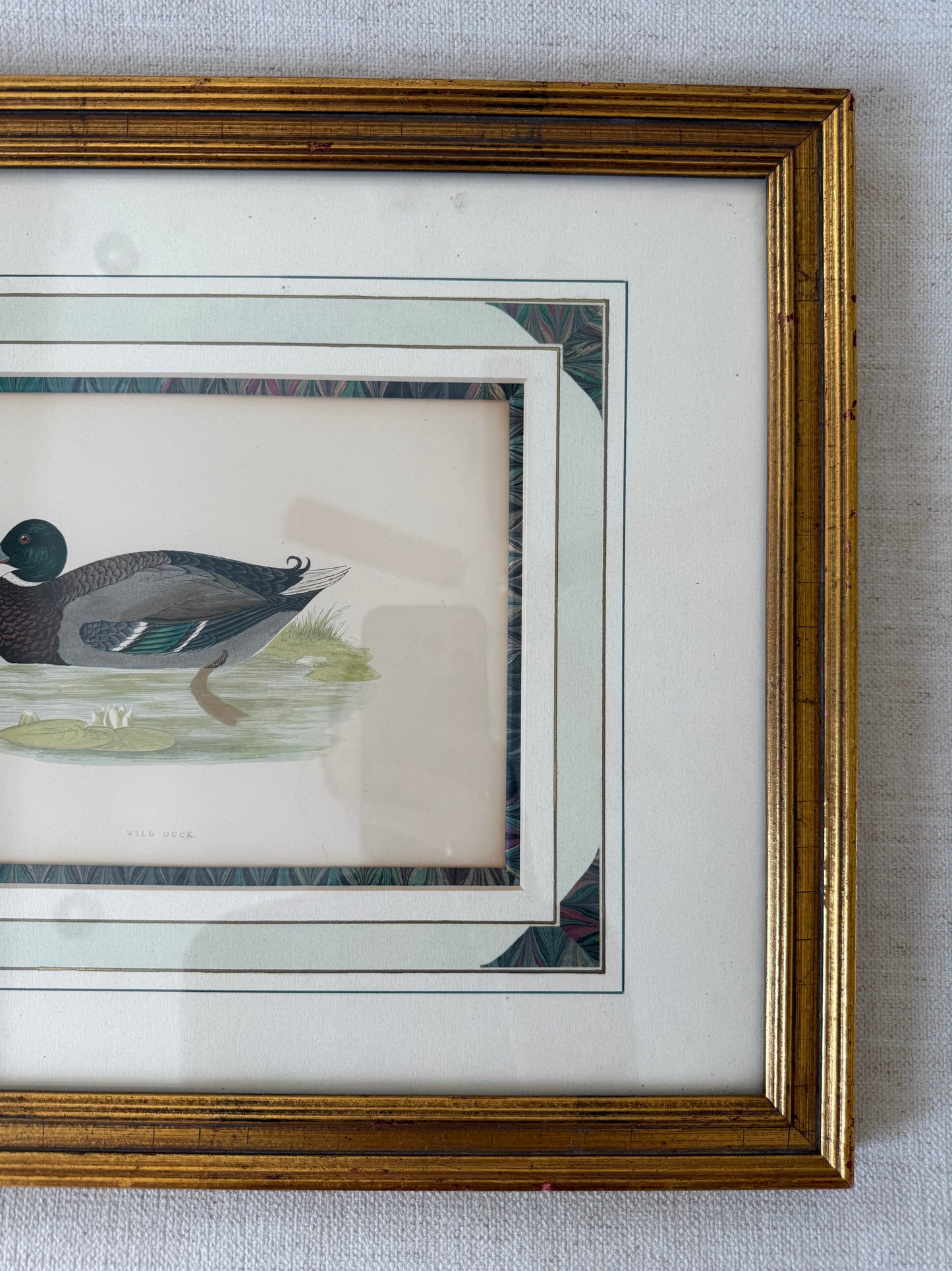 19th c. Hand colored duck engraving