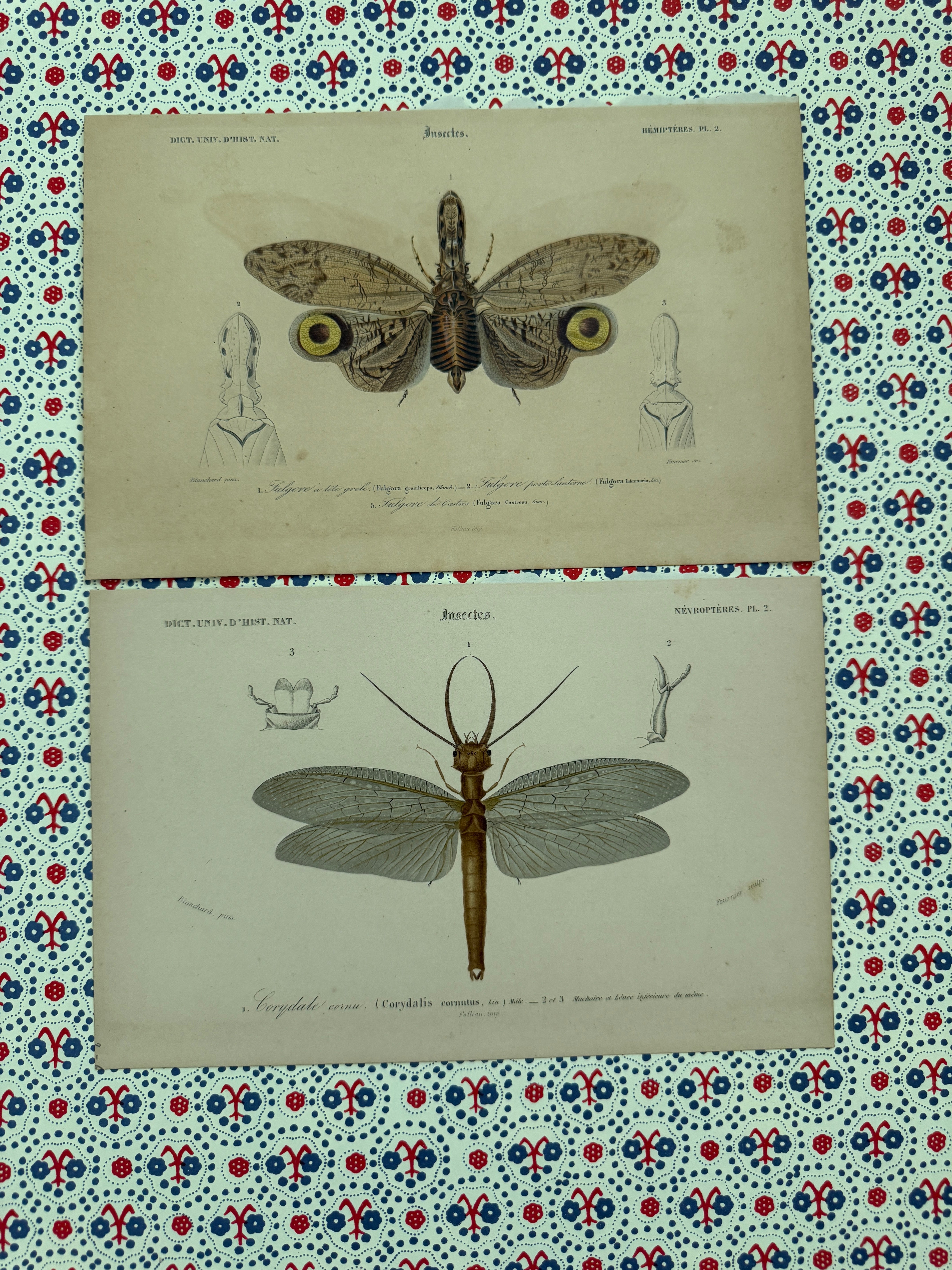 Pair of antique insect prints – Grand & Now