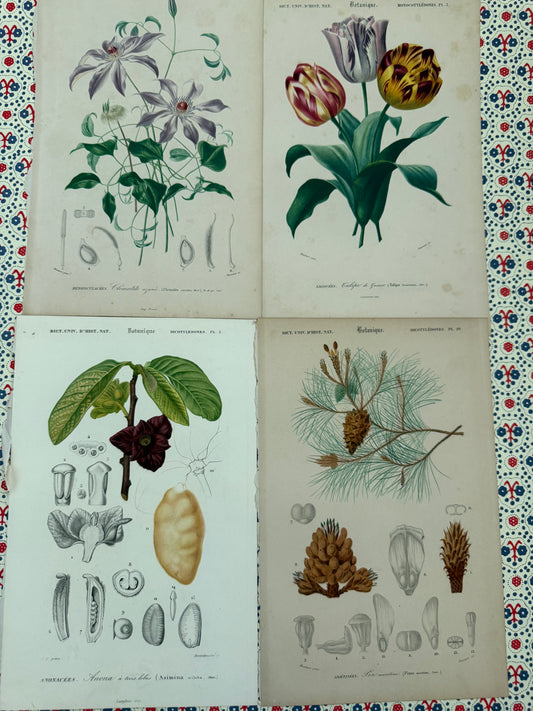 Set of antique botanical prints