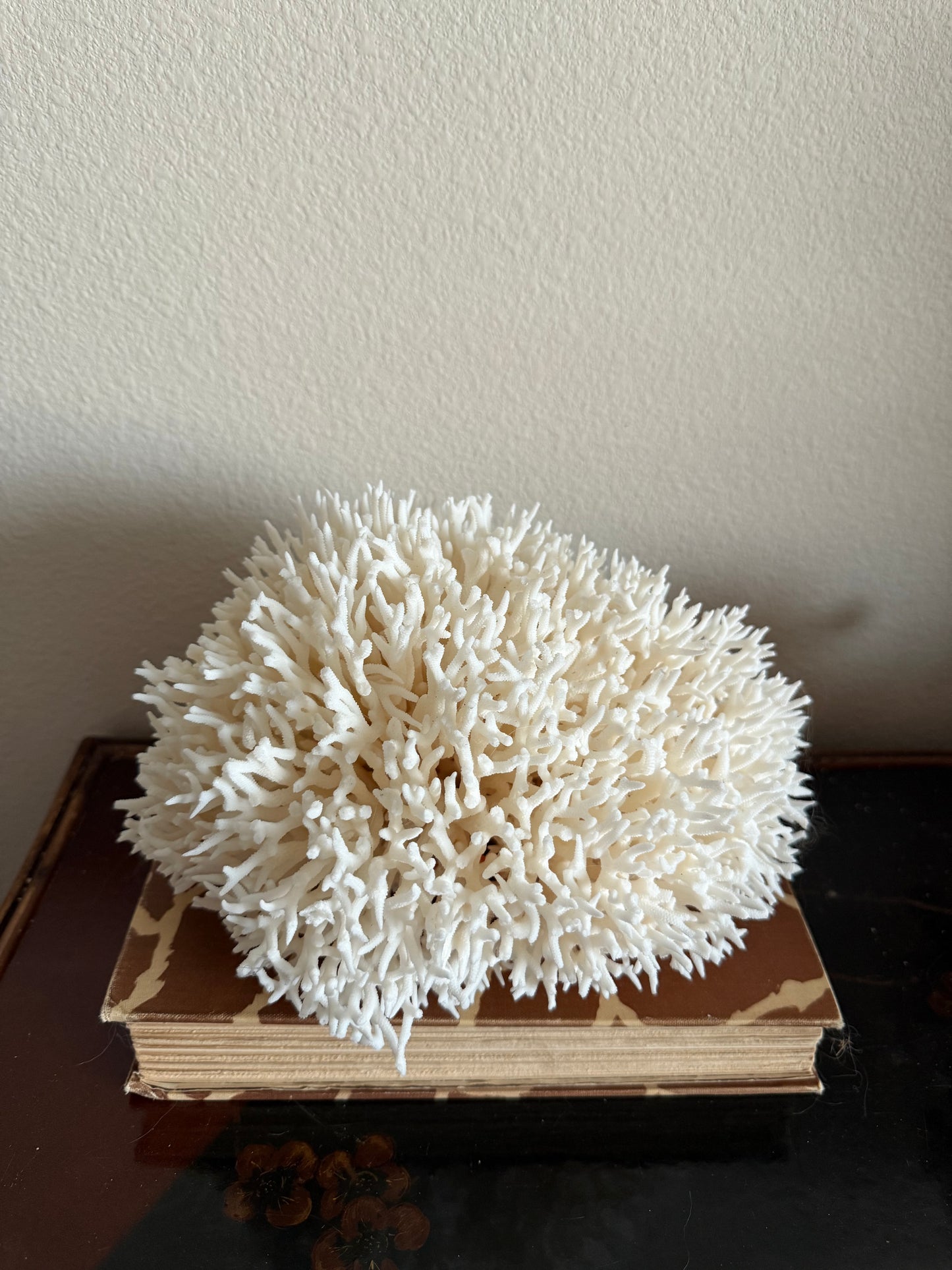 Birdsnest coral