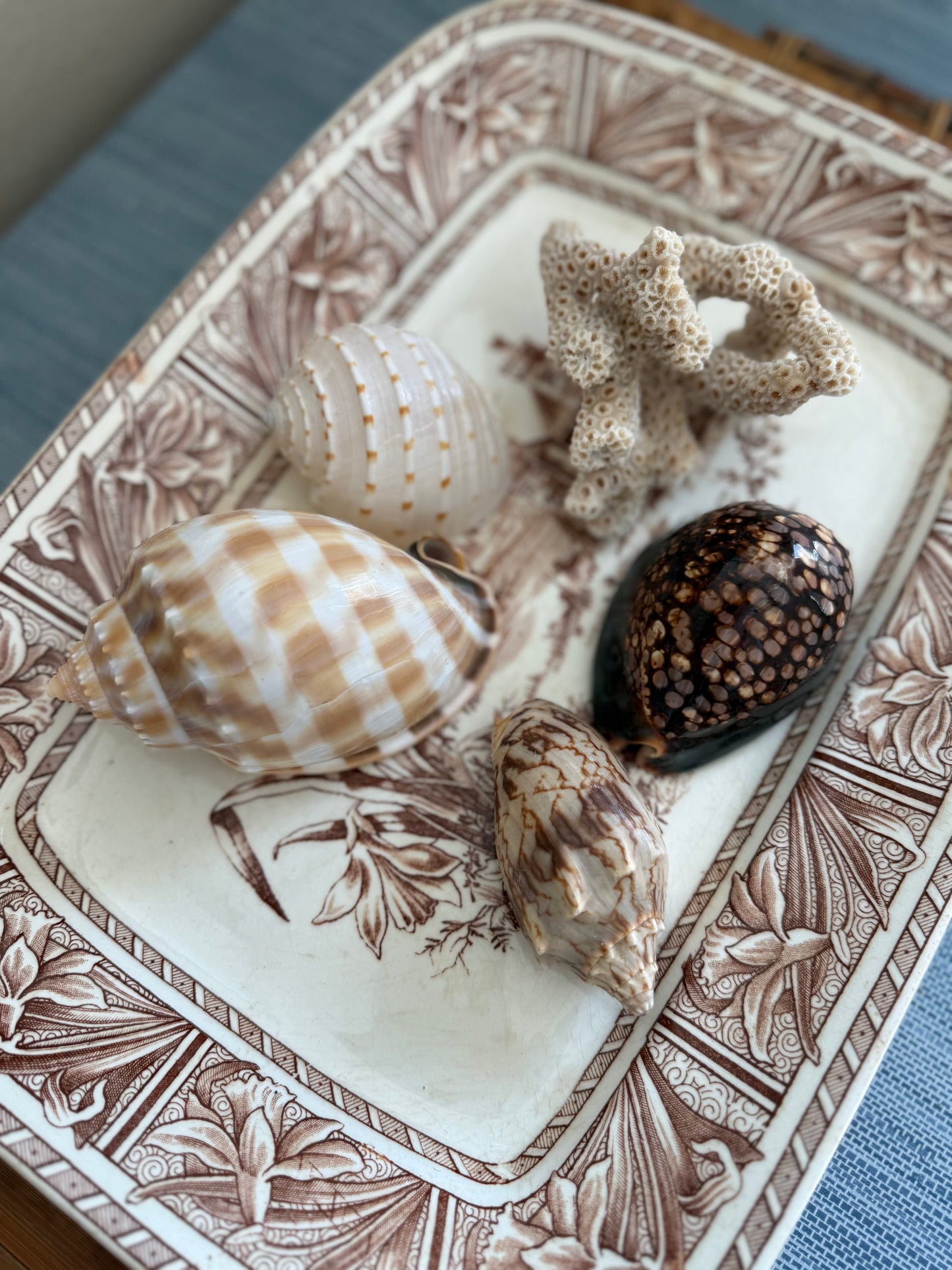 Set of natural shells + coral