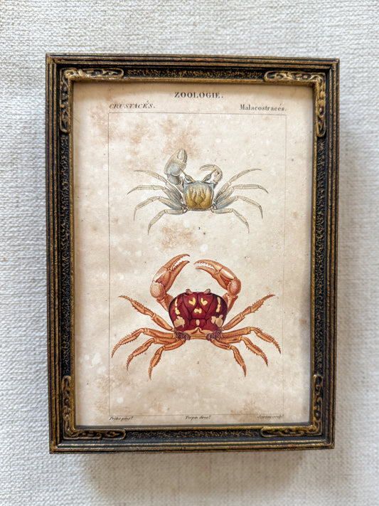 19th c. crab engraving