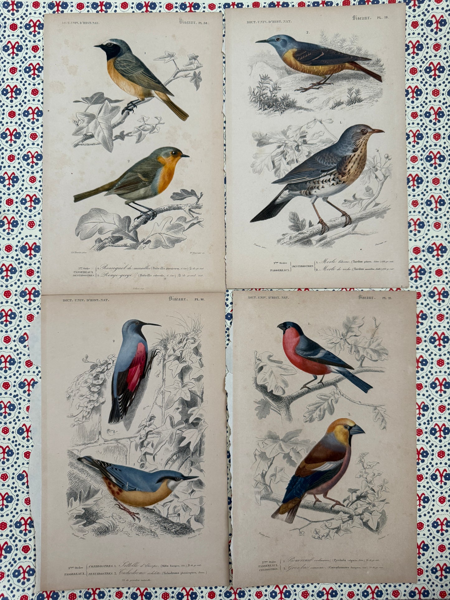 Set of antique bird prints