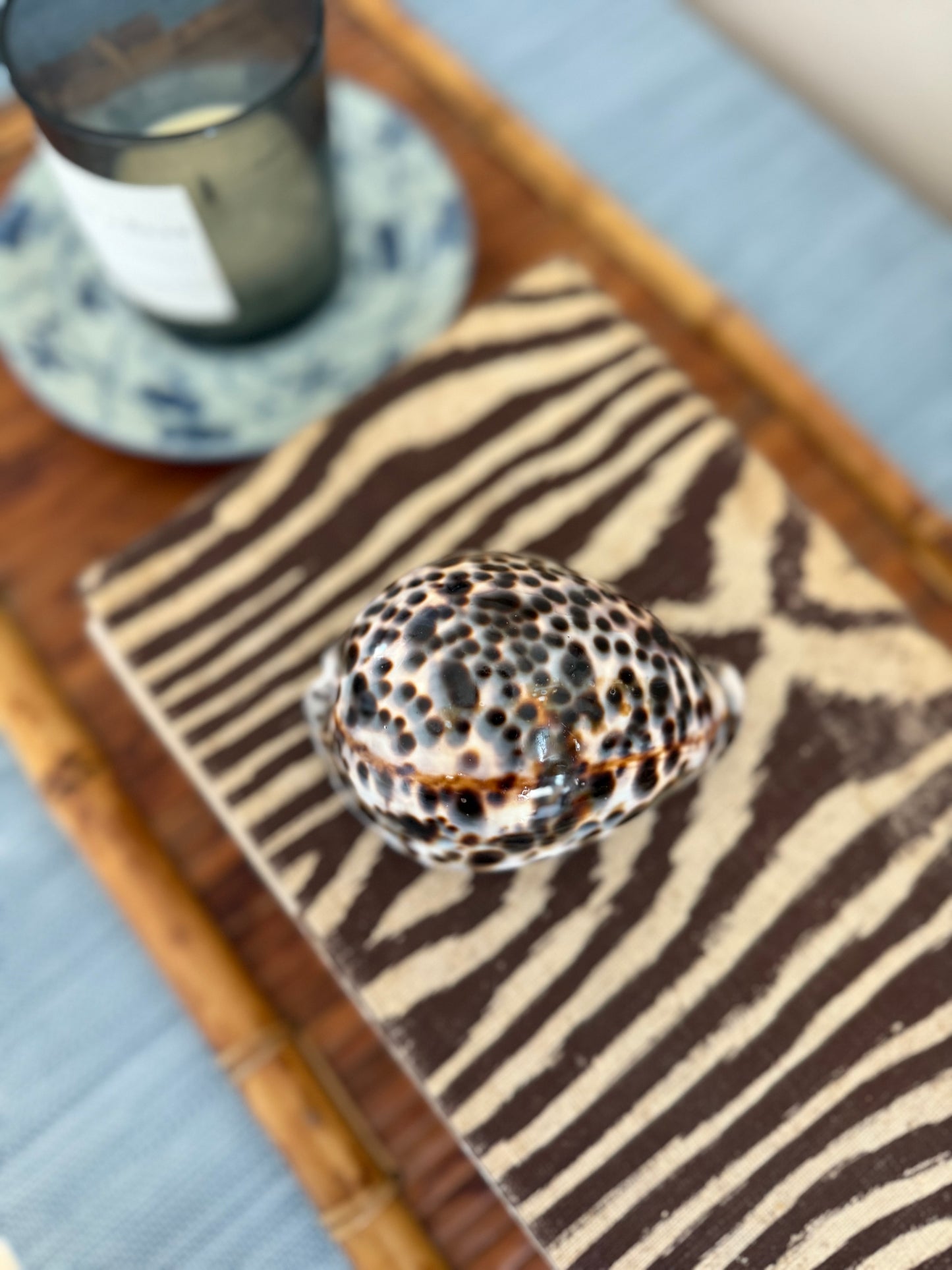 Large cowrie shell