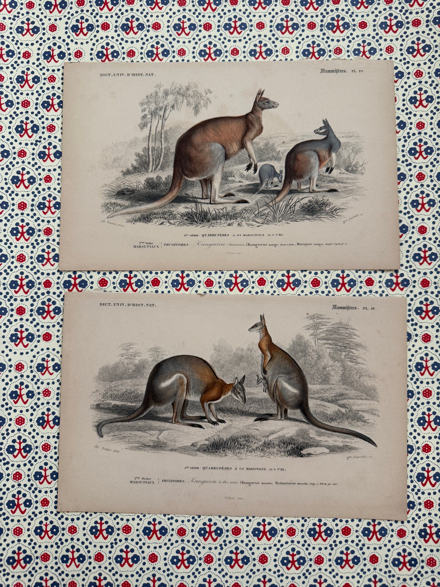 Pair of antique kangaroo prints