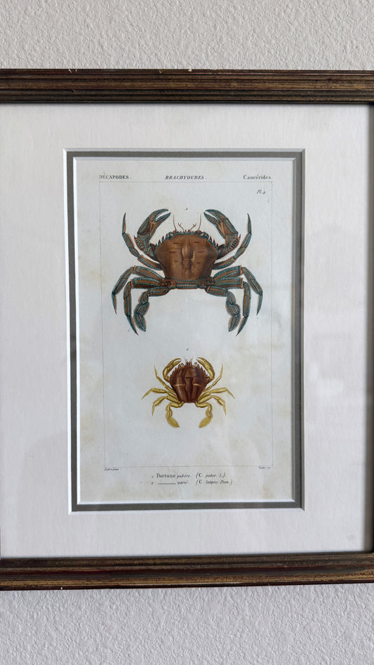 19th c. crab engraving print