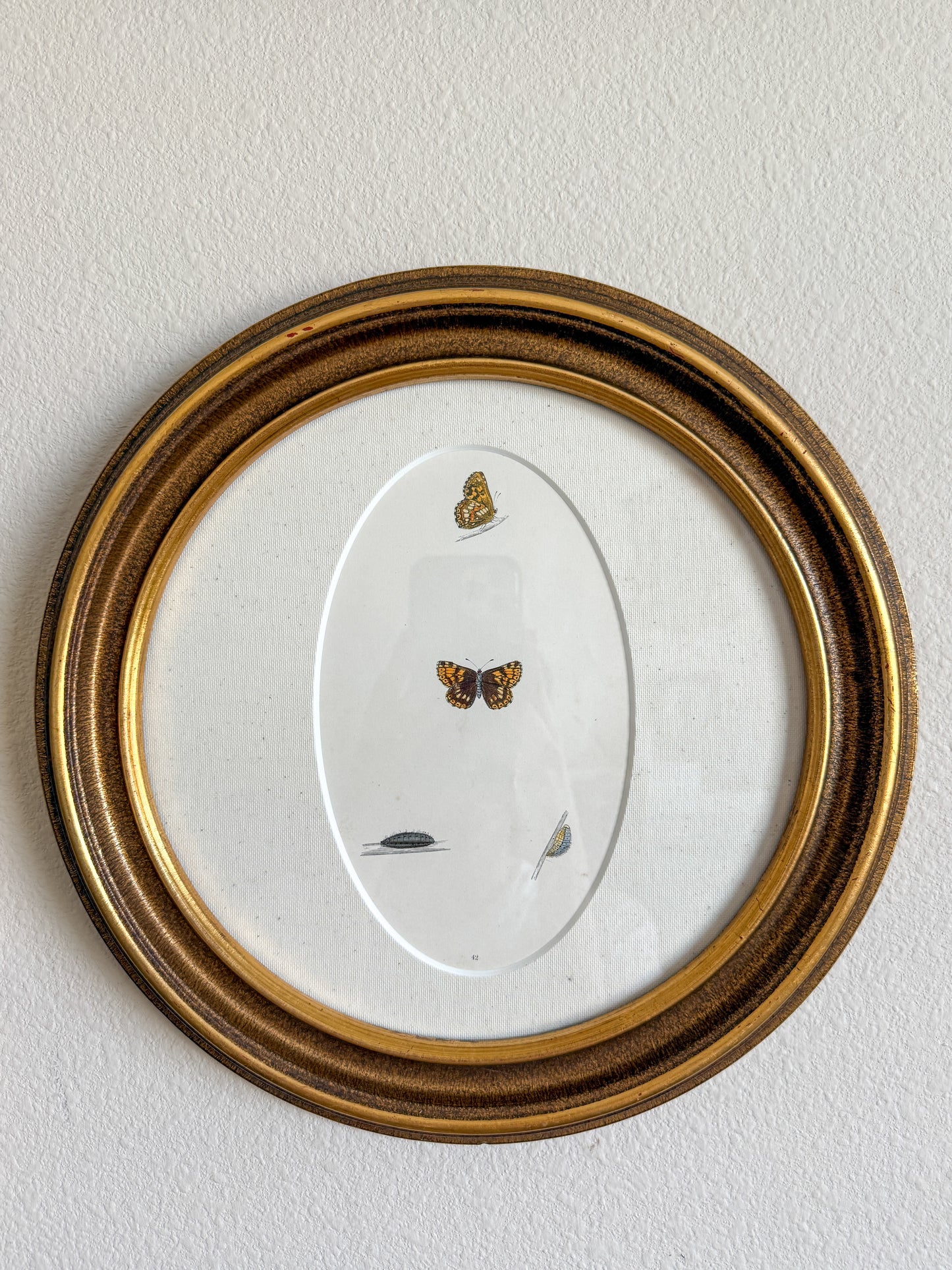 19th century butterfly engraving