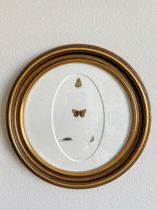 19th century butterfly engraving
